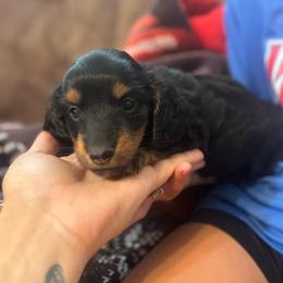 Larry - Black and tan male Dachshund puppy in Timpson, Texas from Double S Kennel
