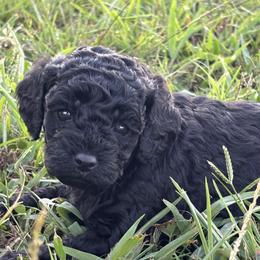 Jett - Black male Cockapoo puppy in Gay, Georgia from That’s My Puppy