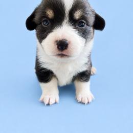 Boy 1 - Black and tan male Pembroke Welsh Corgi puppy in Ramona, Oklahoma from Eden Farms Corgis