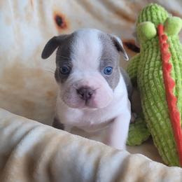 Boston Terriers from Mei's Boston Terriers