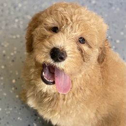 Aussiedoodle Puppies from Shawna Rosario