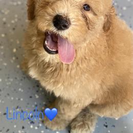 Aussiedoodle Puppies from Shawna Rosario