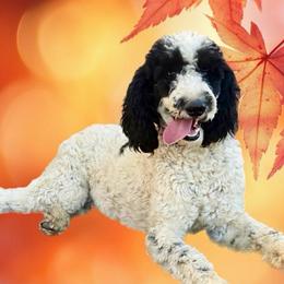 Jasper - Poodle