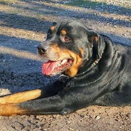 Rottweilers from Ams Working Dogs