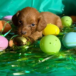 Rocket - Red male Dachshund puppy in Ft Dodge, Iowa from Secret Reality