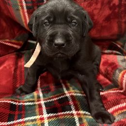 Pink Girl - Black female Labrador Retriever puppy in Pennsylvania from David Knott's Labrador Retrievers