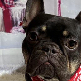 French Bulldogs from Lisa Lopez