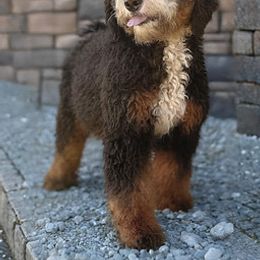 Mitzy - Bernedoodle