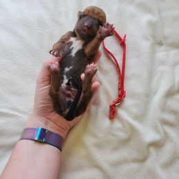 Rhodesian Ridgeback Puppies from Monarch Rhodesian Ridgebacks