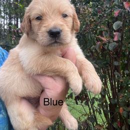 Blue - Golden male Golden Retriever puppy in Jesup, Georgia from Painted Platinum Retrievers (Painted Platinum Kennel) PPK