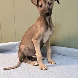 Male 4 - Fawn male Greyhound puppy in Steamboat Rock, Iowa from River Valley Canines