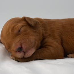 Hattie Red boy - Red  male Goldendoodle puppy in Lafayette, Alabama from Sweethaven Kennels