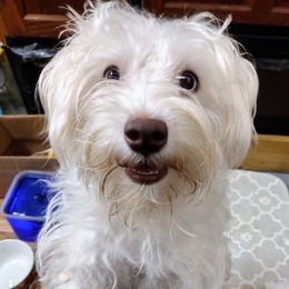 Blu - Miniature Schnauzer