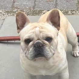 Hank - French Bulldog
