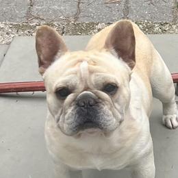 Hank - French Bulldog