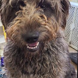 Labradoodles and Labrador Retrievers from Royal Lead Labradors