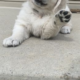 Golden Retriever Puppies from Life is Golden Retrievers