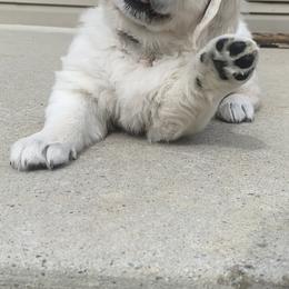 Golden Retriever Puppies from Life is Golden Retrievers