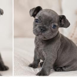 French Bulldogs from Blue Ridge Frenchies of Virginia