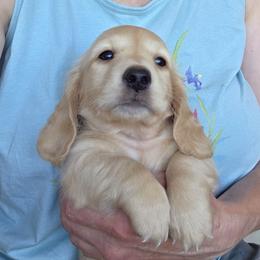 Vanilla Creme - Cream male Dachshund puppy in Grants Pass, Oregon from vom Treuen Wachter