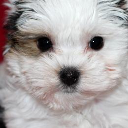 Yorkshire Terriers from H6 Yorkies