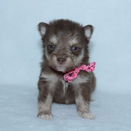 Abby - Chocolate male Pomsky puppy in Clarkston, Utah from Red Rock Ranch Breeders