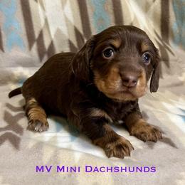 Ruffian - Chocolate and tan female Dachshund puppy in Carlsbad, Texas from MV Mini Dachshunds