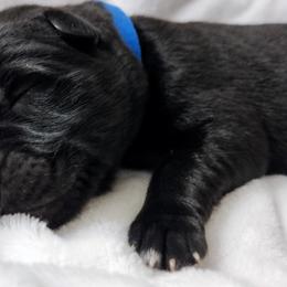 German Shepherd Puppies from Prolific Northwest K9s