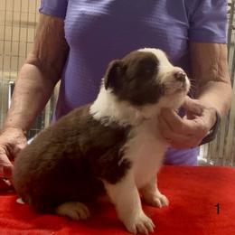 Puppy 1 - Red male Border Collie puppy in Farmersville, Texas from Omegamtn Border Collies