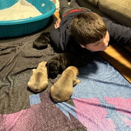 French Bulldog Puppies from Stratton Kennel