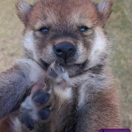 Shiba Inu Puppies from Sunset State Shiba