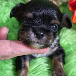 AKC Tyler - Black and tan male Chihuahua puppy in Emory, Texas from Mel's Wags & Kisses