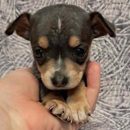 Poppy - Blue and tan female Chihuahua puppy in Branford, Florida from Mbjs Doxies and chihuahuas