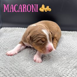Macaroni - Red tri-color female Australian Shepherd puppy in Fort Pierce, Florida from JS Aussies