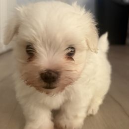 Maltese Puppies from Bichoncitos Malteses ❤️