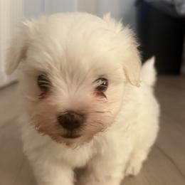 Maltese Puppies from Bichoncitos Malteses ❤️