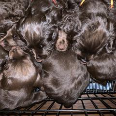 Boykin Spaniel Puppies from Indian Field Boykins