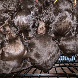 Boykin Spaniel Puppies from Indian Field Boykins