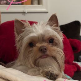 Yorkshire Terrier All Grown Up from Kristen’s yorkies