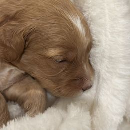Pumpkin - Apricot female Goldendoodle puppy in Palmetto Bay, Florida from Simply Pawfect Doodles