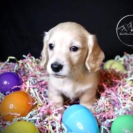 Dachshund Puppies from Bald Mountain Dachshunds