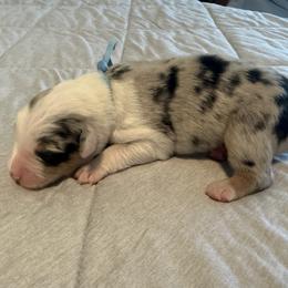 Light Blue - Black tri-color male Australian Shepherd puppy in Carson City, Nevada from Miska’s Australian Shepherds