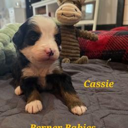 Cassie - Black rust and white female Bernese Mountain Dog puppy in Radcliffe, Iowa from Berner Babies
