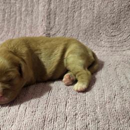 Maggie x Maxwell - Ruby female Cavalier King Charles Spaniel puppy in Pennsylvania from Julie's Cavalier King Charles Spaniels