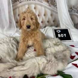 Goldendoodles from Precious Doodles
