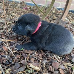 Girl 2 - Gold brindle Dutch Shepherd puppy in Duffield, Virginia from Sage Mountain Farm and Kennels
