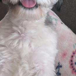 Shih Tzu All Grown Up from A&M SHIH TZUS