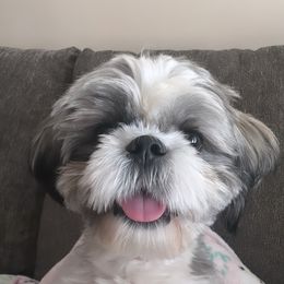 Shih Tzu All Grown Up from A&M SHIH TZUS