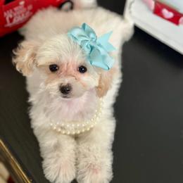 RTG NOW Miracle - White female Poodle puppy in Kentucky from Deerly Poodles