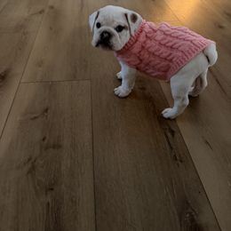 Angel - White female Bulldog puppy in Aiken, South Carolina from Barden Family Bulldogs